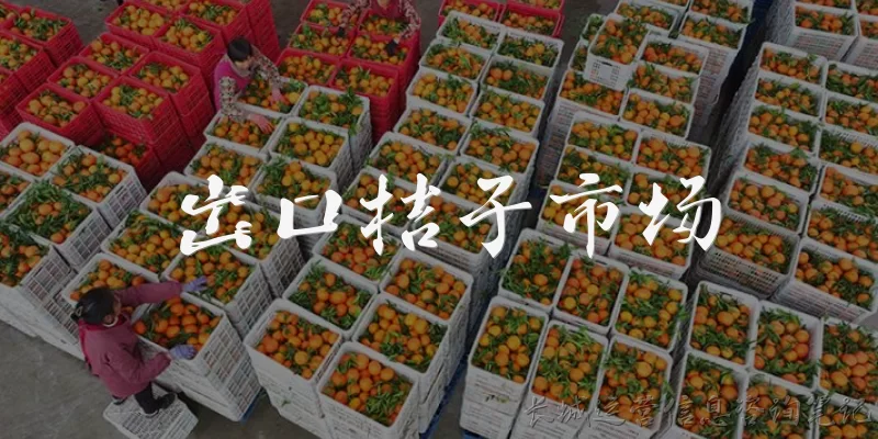 出口桔子市场